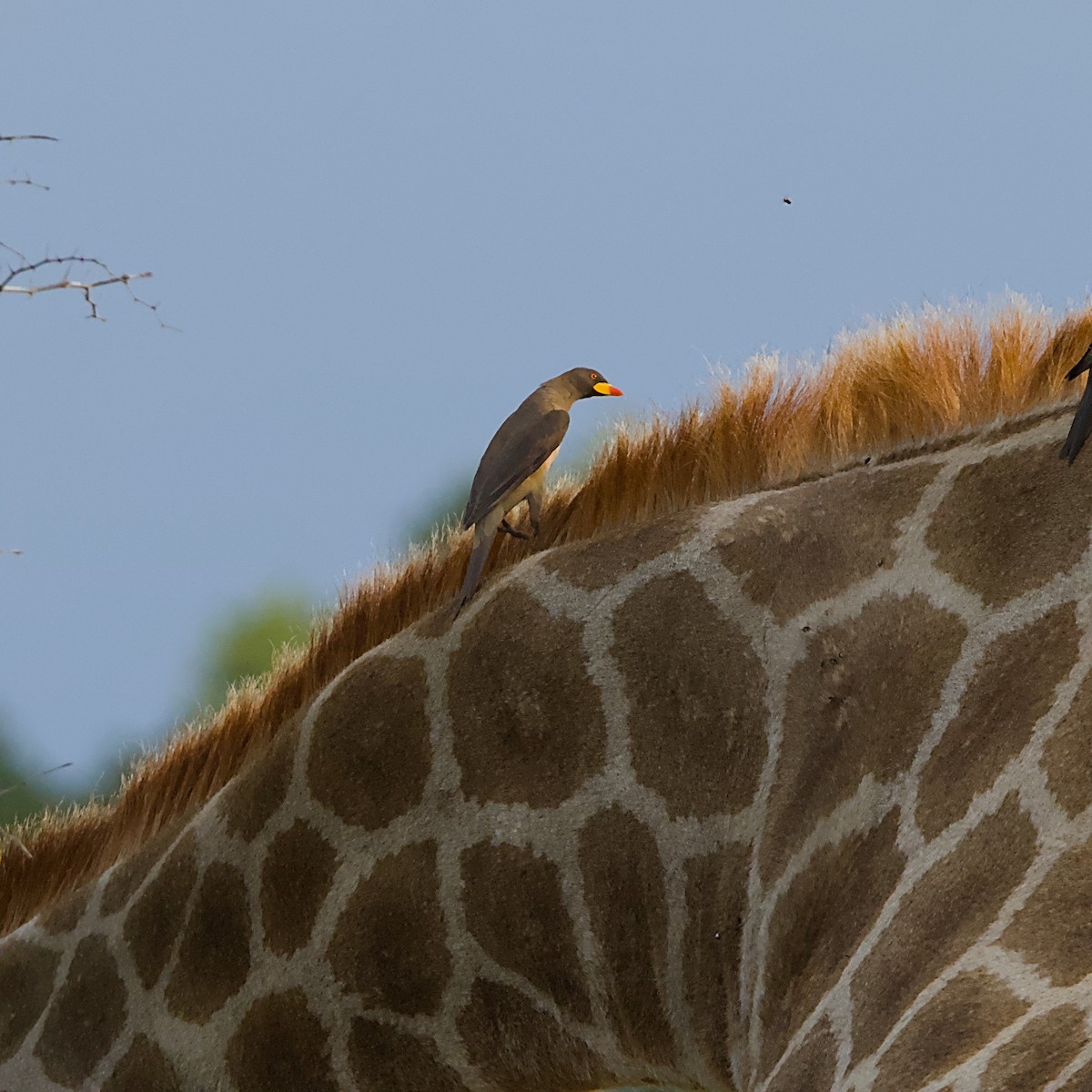 Yellow-billed Oxpecker - ML646392170