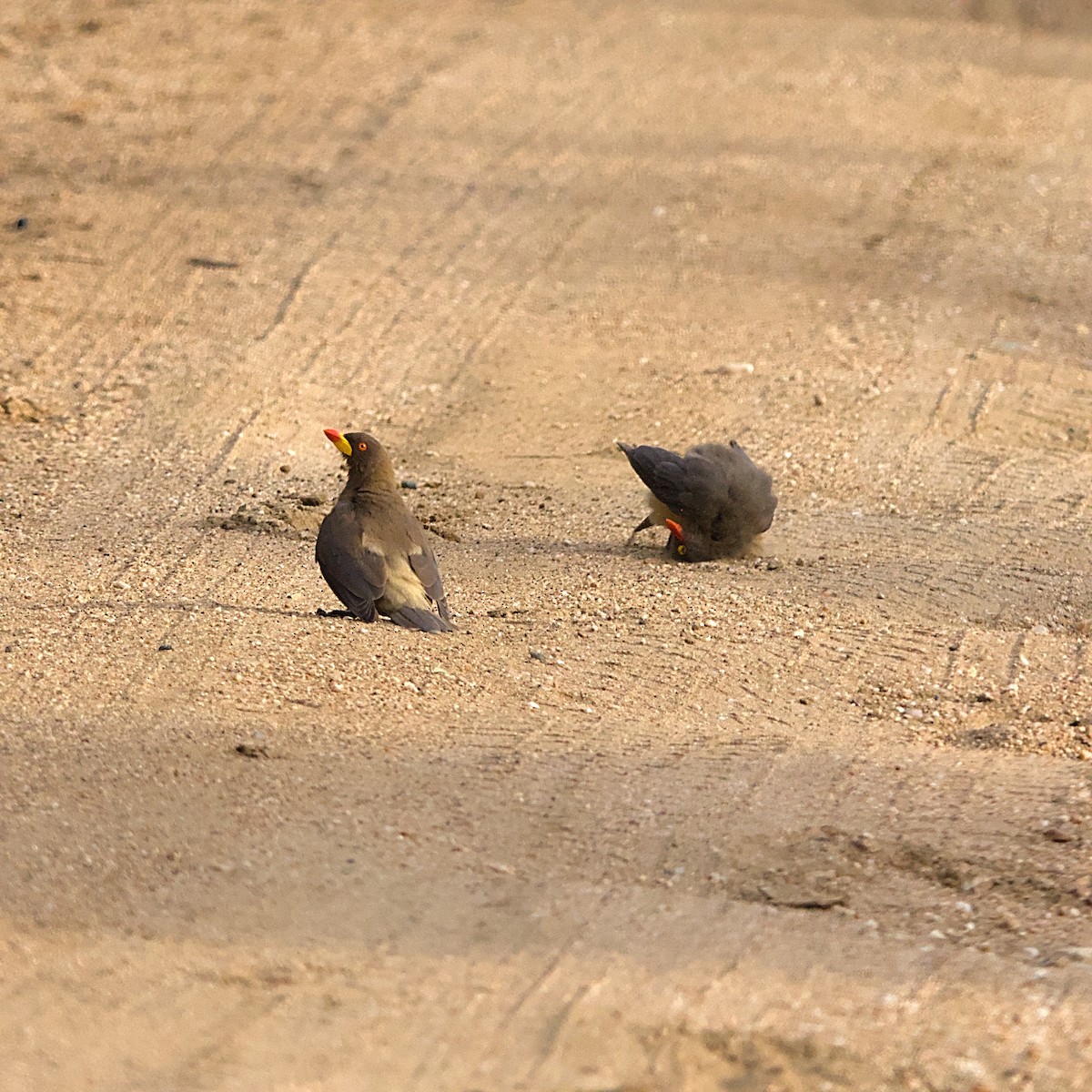Yellow-billed Oxpecker - ML646392171