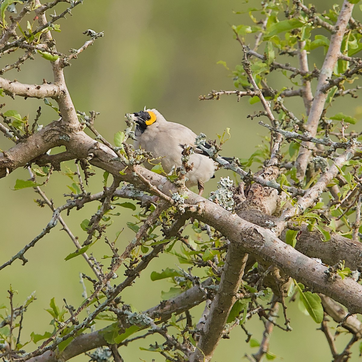 Wattled Starling - ML646392173