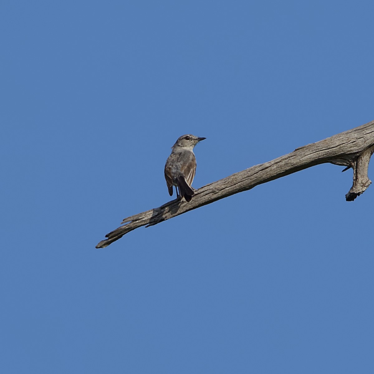 Gray Tit-Flycatcher - ML646392184