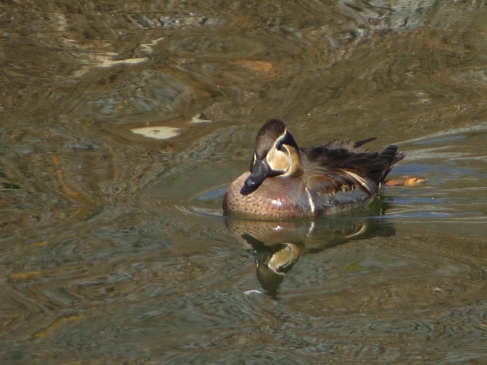 Baikal Teal - ML646392185