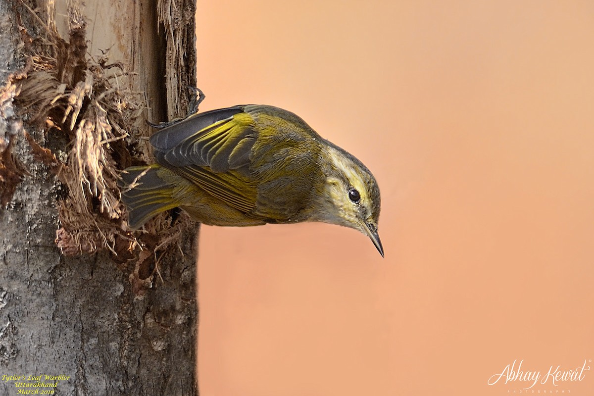 Tytler's Leaf Warbler - ML646392186
