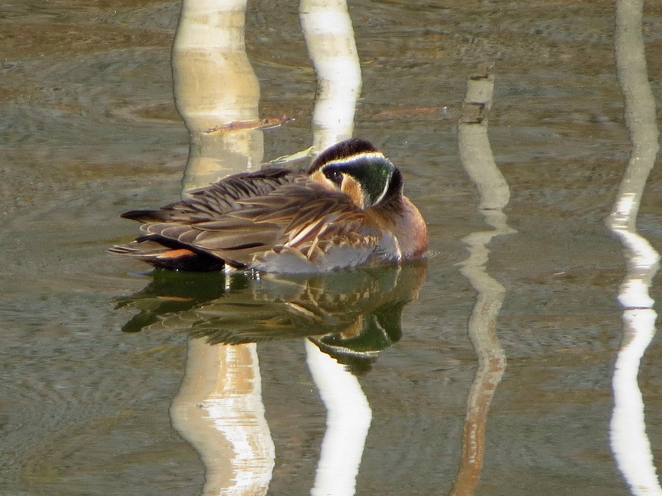 Baikal Teal - ML646392188