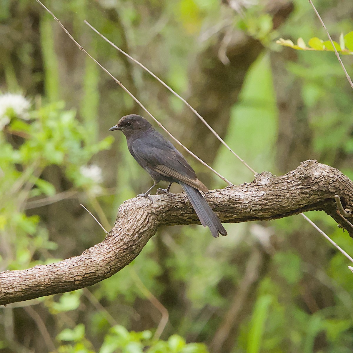 Southern Black-Flycatcher - ML646392189