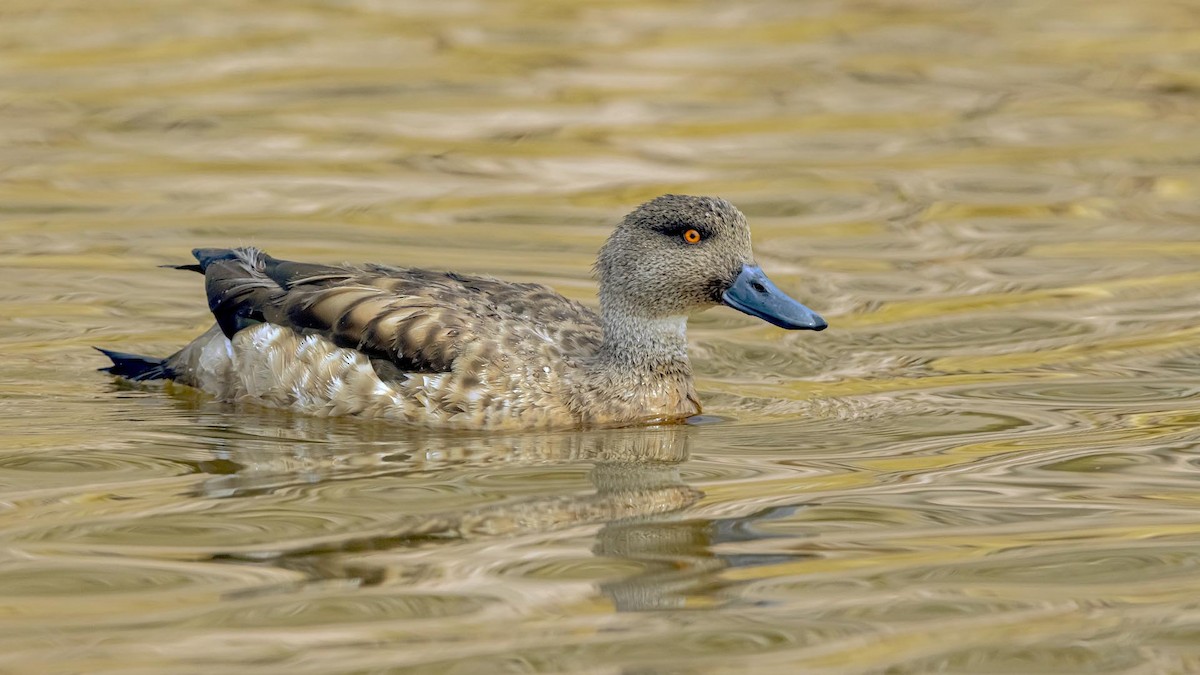 Хохлатая утка - ML646392190