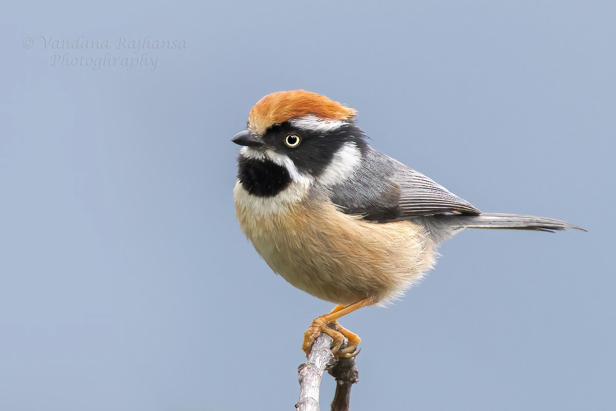 Black-throated Tit - ML646392192
