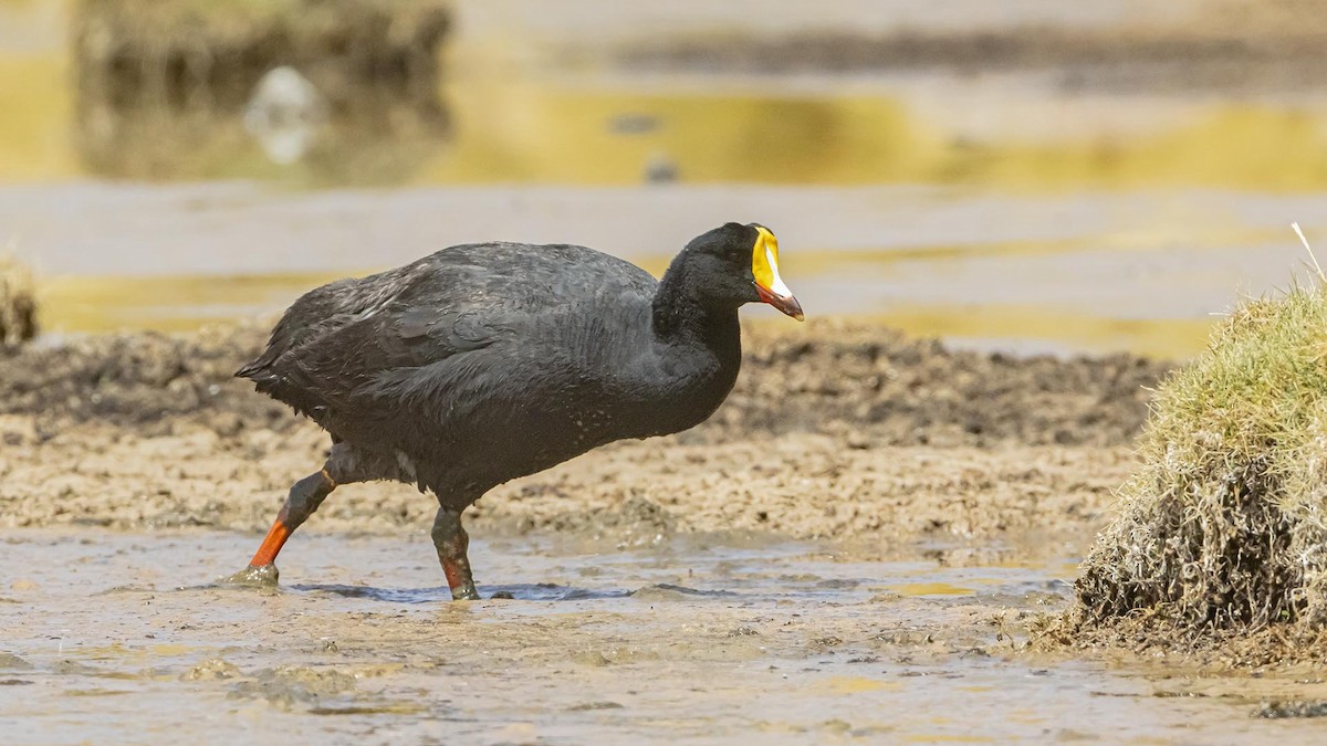 Гигантская лысуха - ML646392193