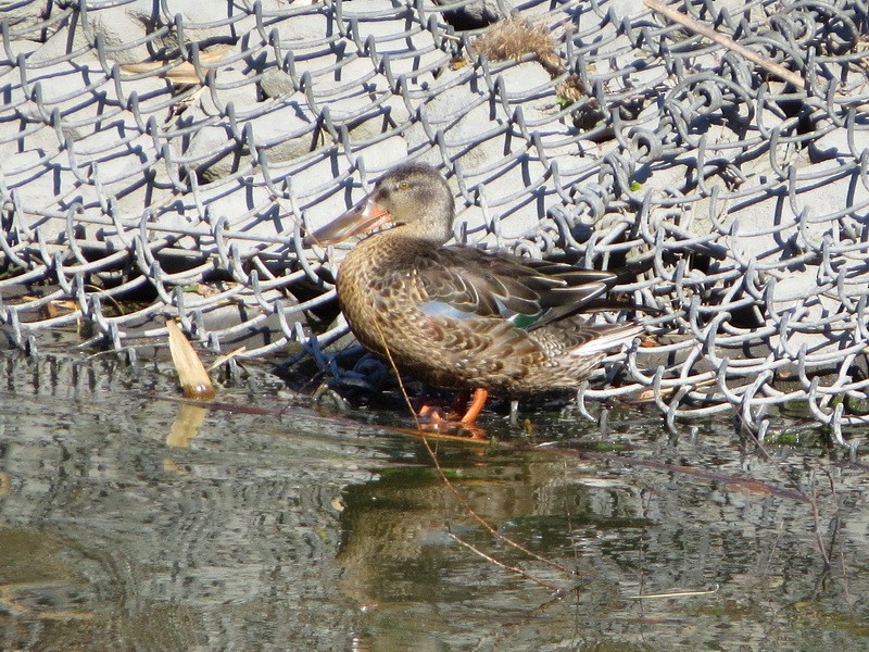 Ahate mokozabal zuria - ML646392194