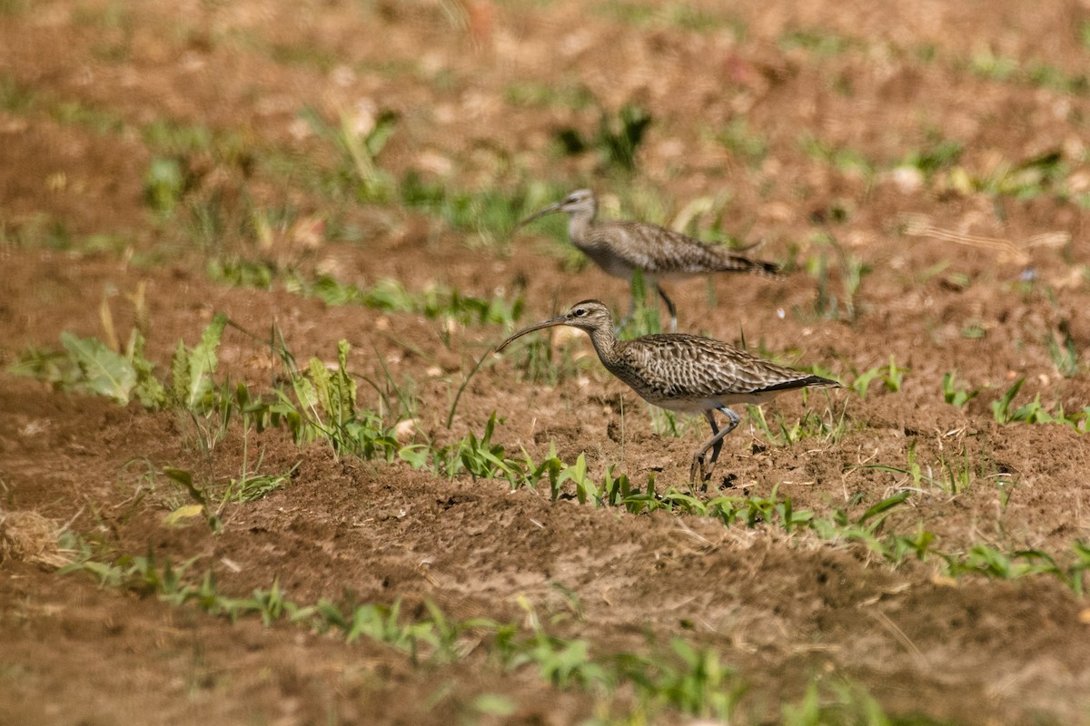 中杓鷸 - ML646392195
