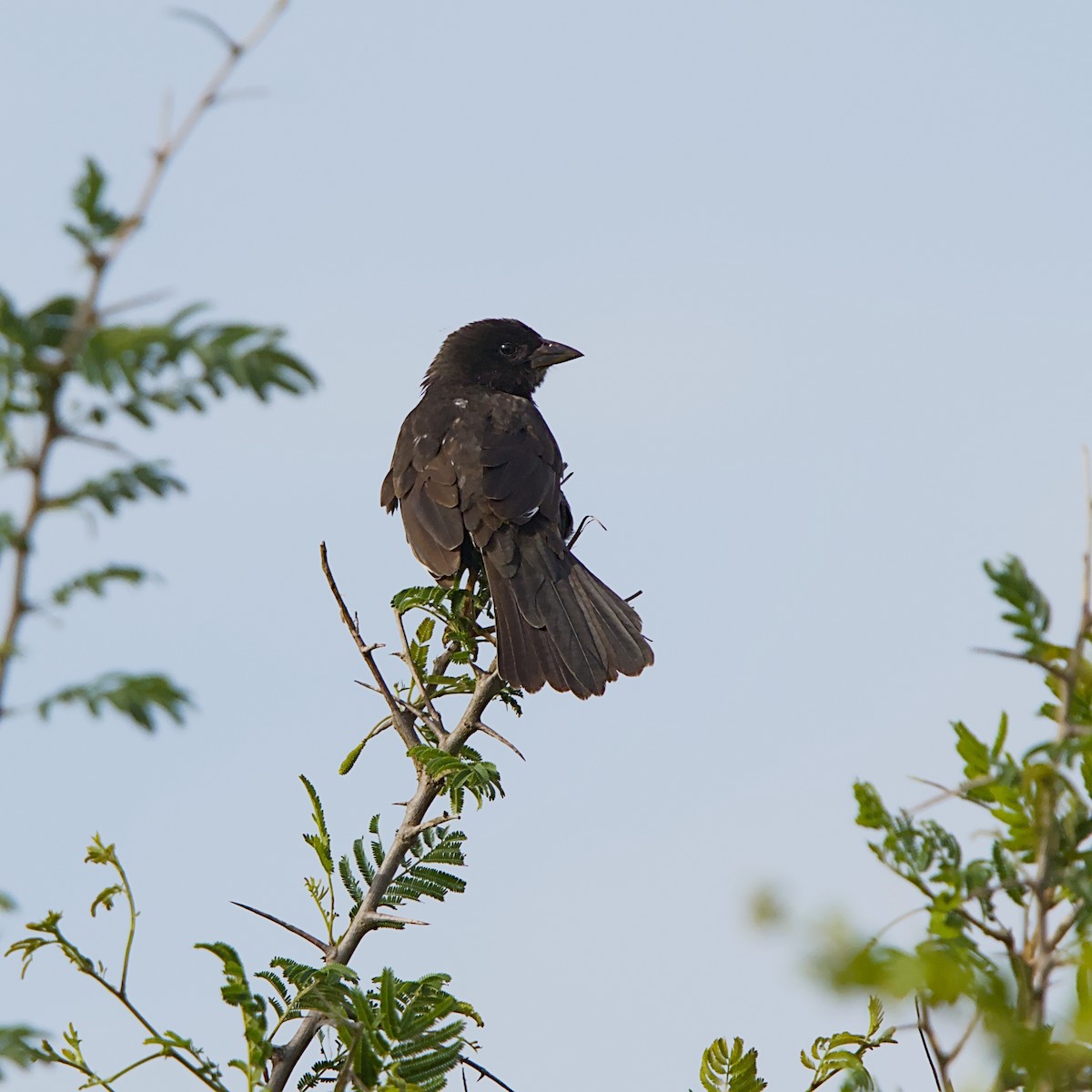 Red-billed Buffalo-Weaver - ML646392196
