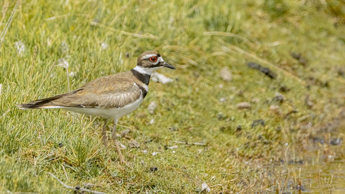 Крикливый зуёк - ML646392197