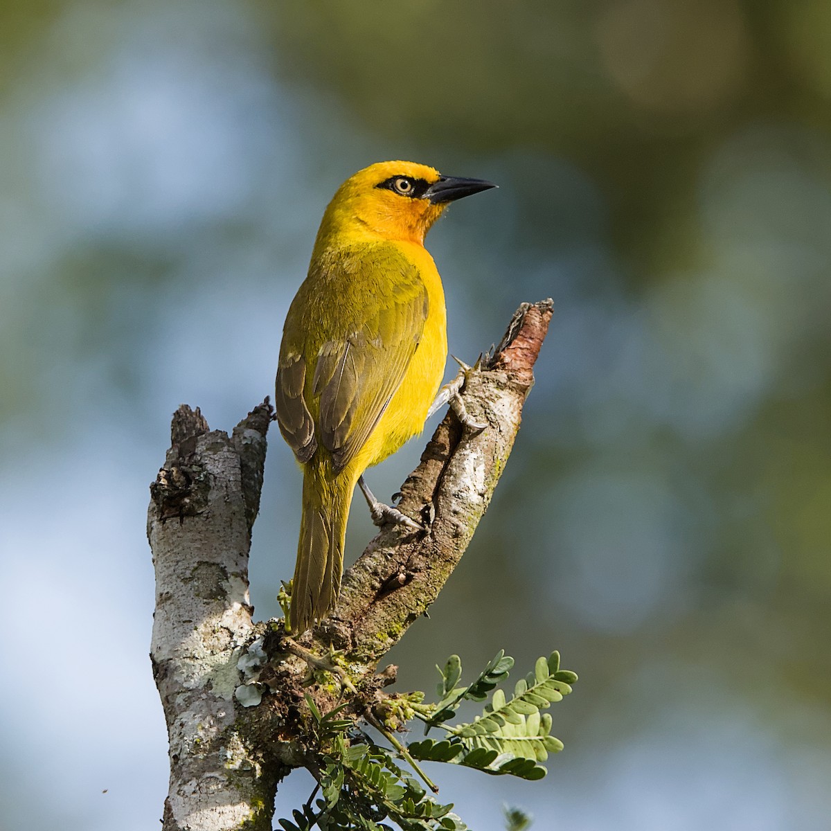Spectacled Weaver - ML646392198