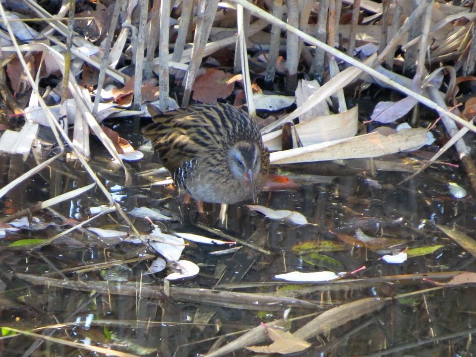 Brown-cheeked Rail - ML646392199