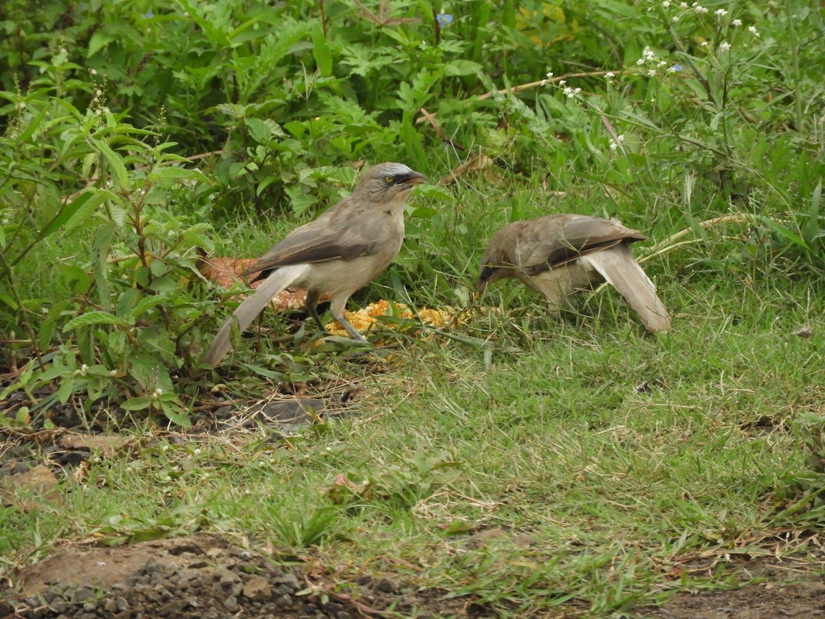 Large Gray Babbler - ML646392201