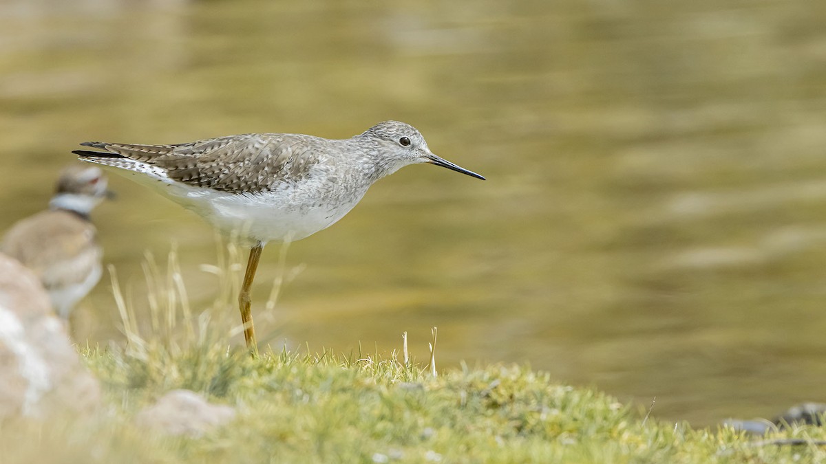 Желтоногий улит - ML646392202