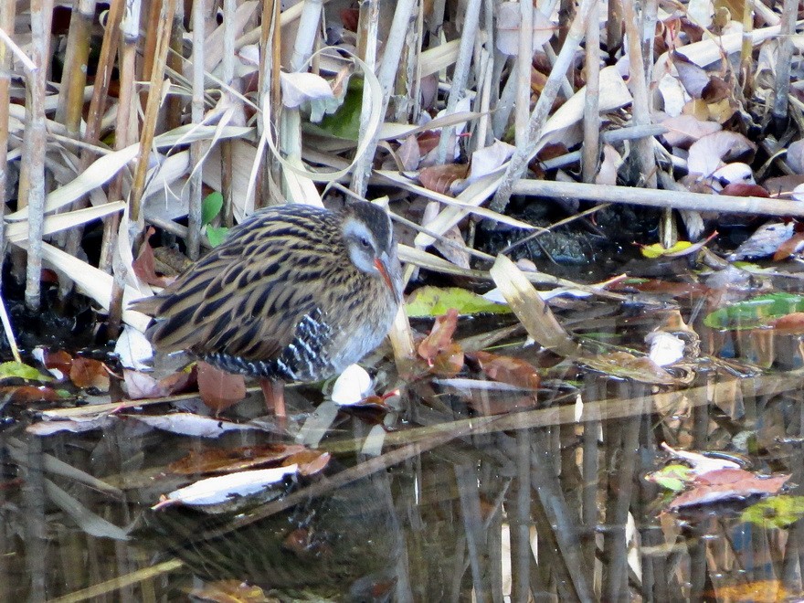 Brown-cheeked Rail - ML646392203