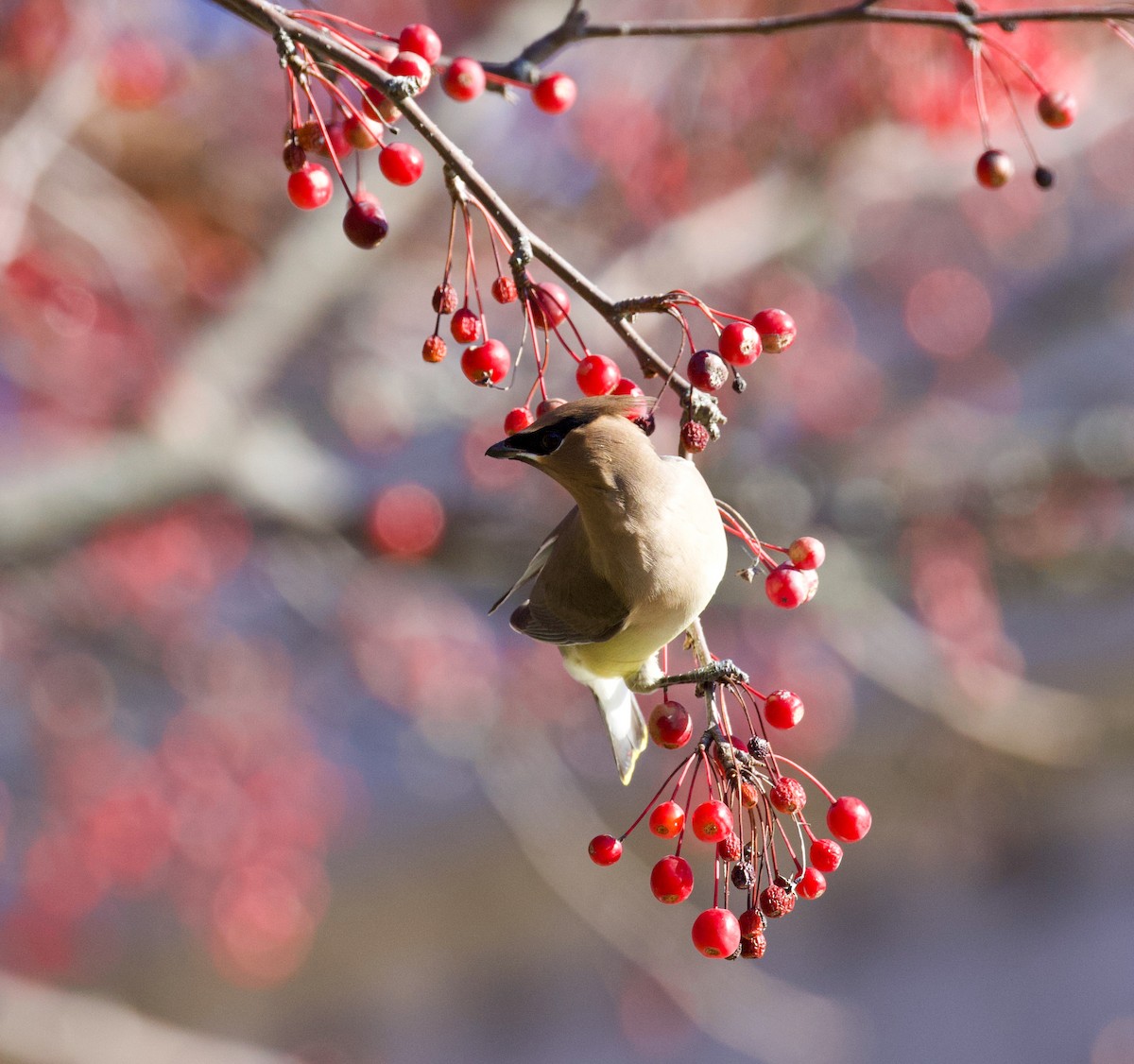 Buztanori amerikarra - ML646392204