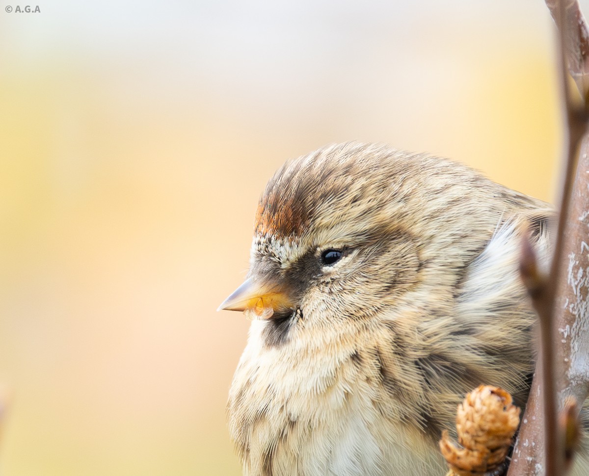Redpoll (Common/Lesser) - ML646392205