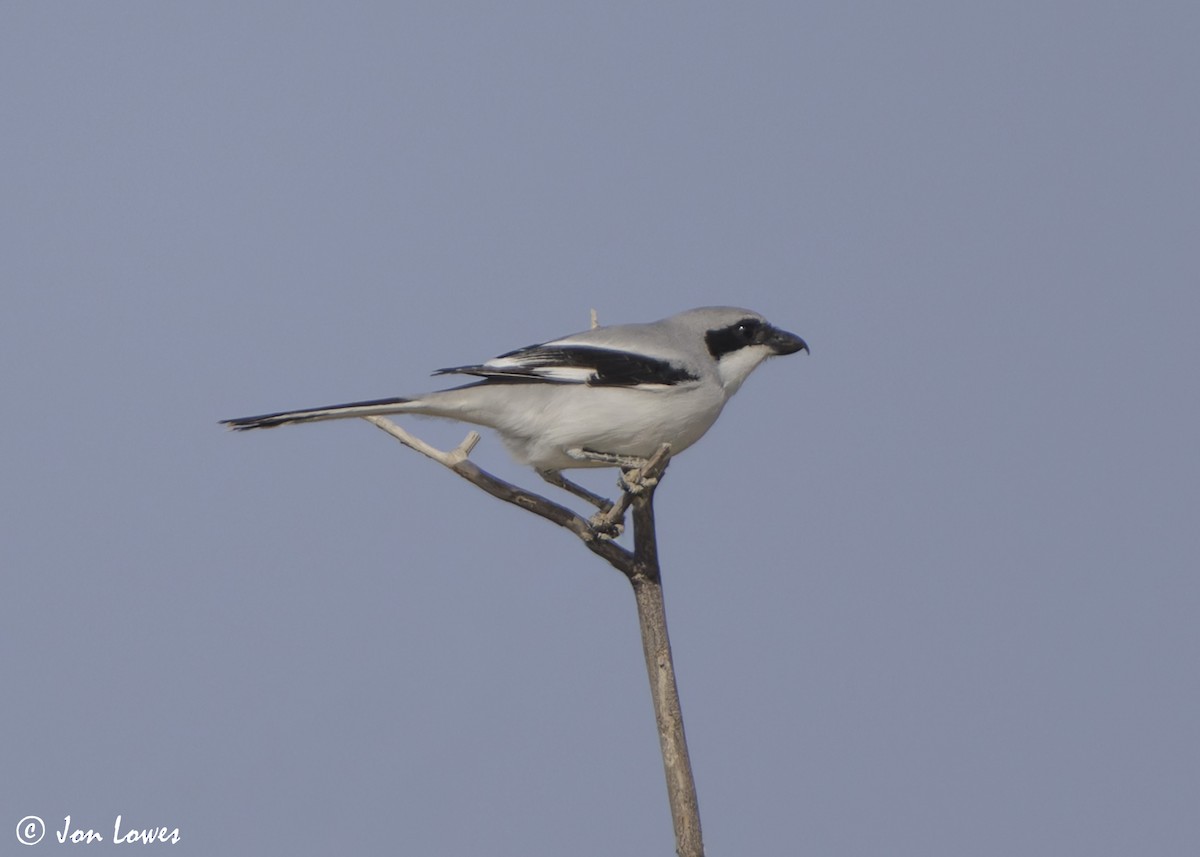 Great Gray Shrike (Arabian) - ML646392206