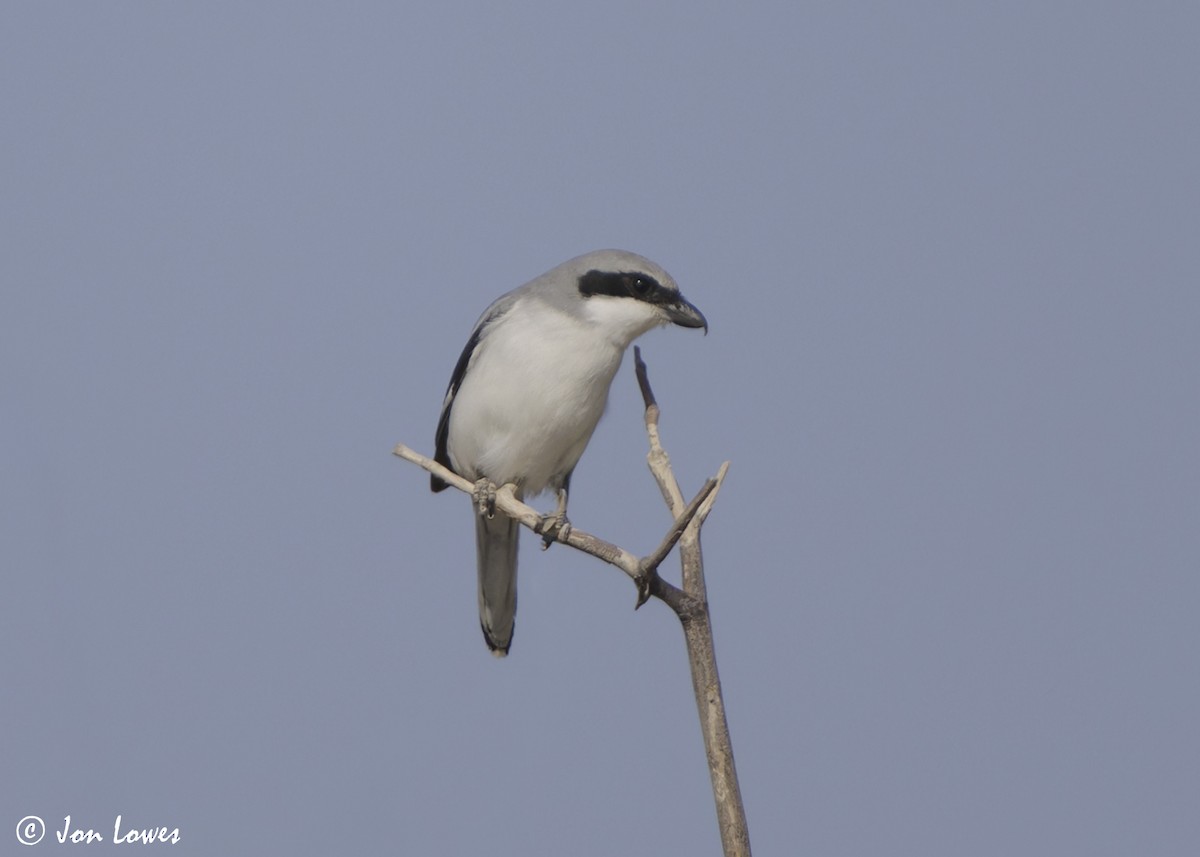 Great Gray Shrike (Arabian) - ML646392207