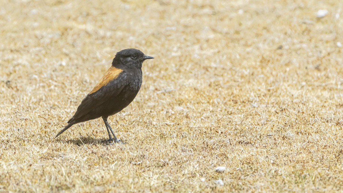 Andean Negrito - ML646392210