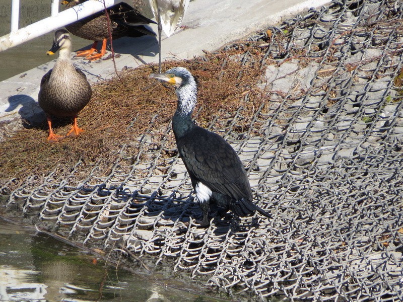 Ubarroi handia - ML646392211