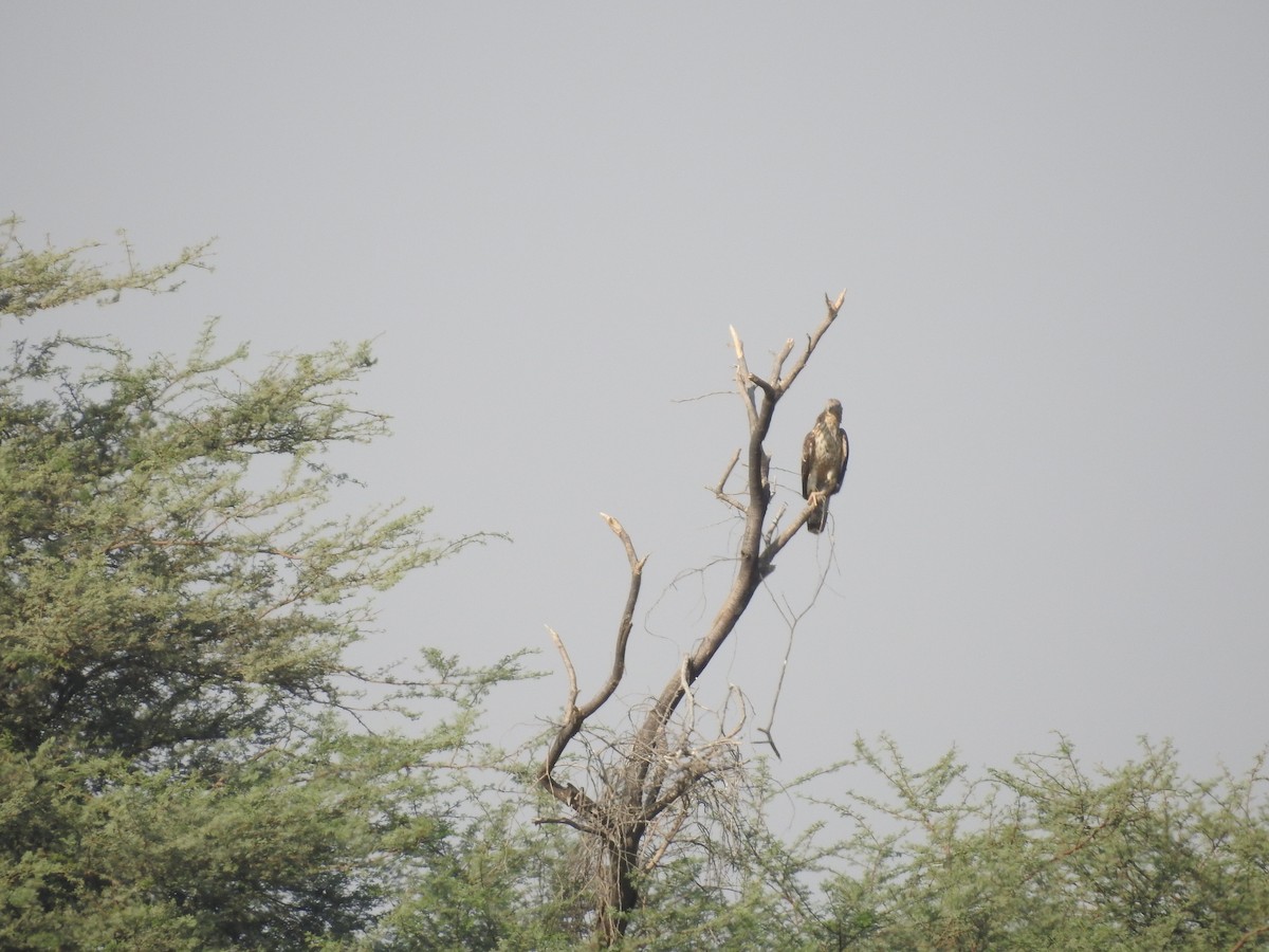 Liztorjale ekialdetarra - ML646392212