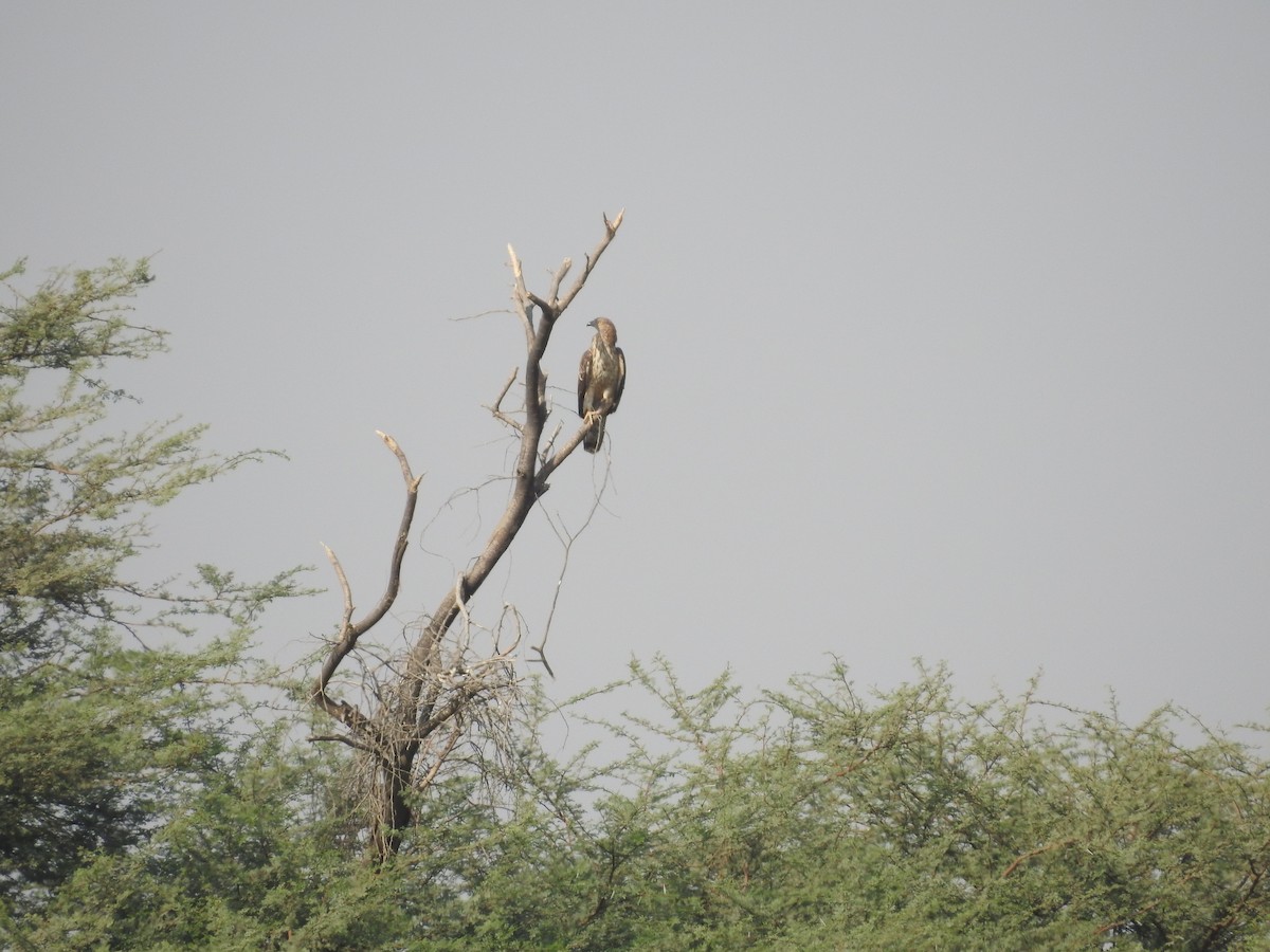 Liztorjale ekialdetarra - ML646392213