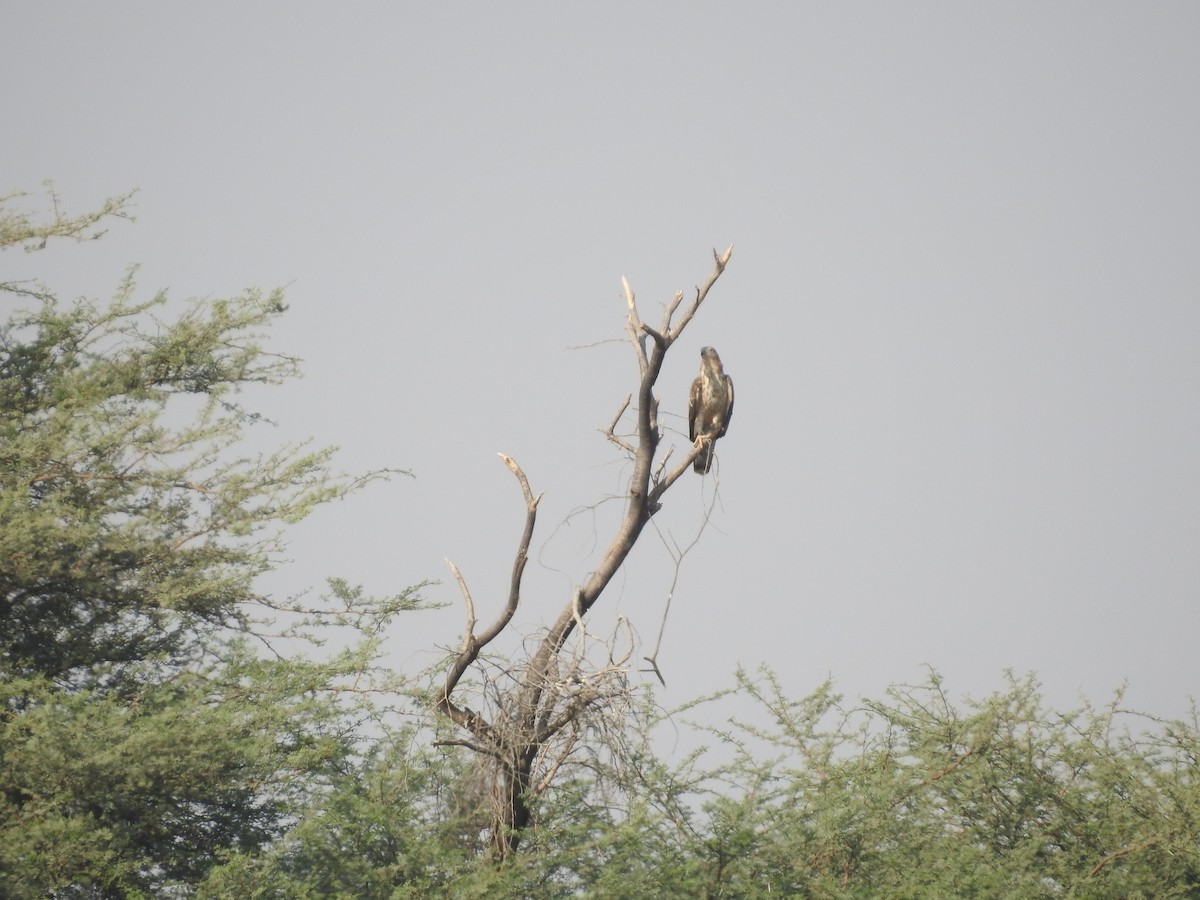 Liztorjale ekialdetarra - ML646392214