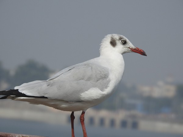 Antxeta tibetarra - ML646392215