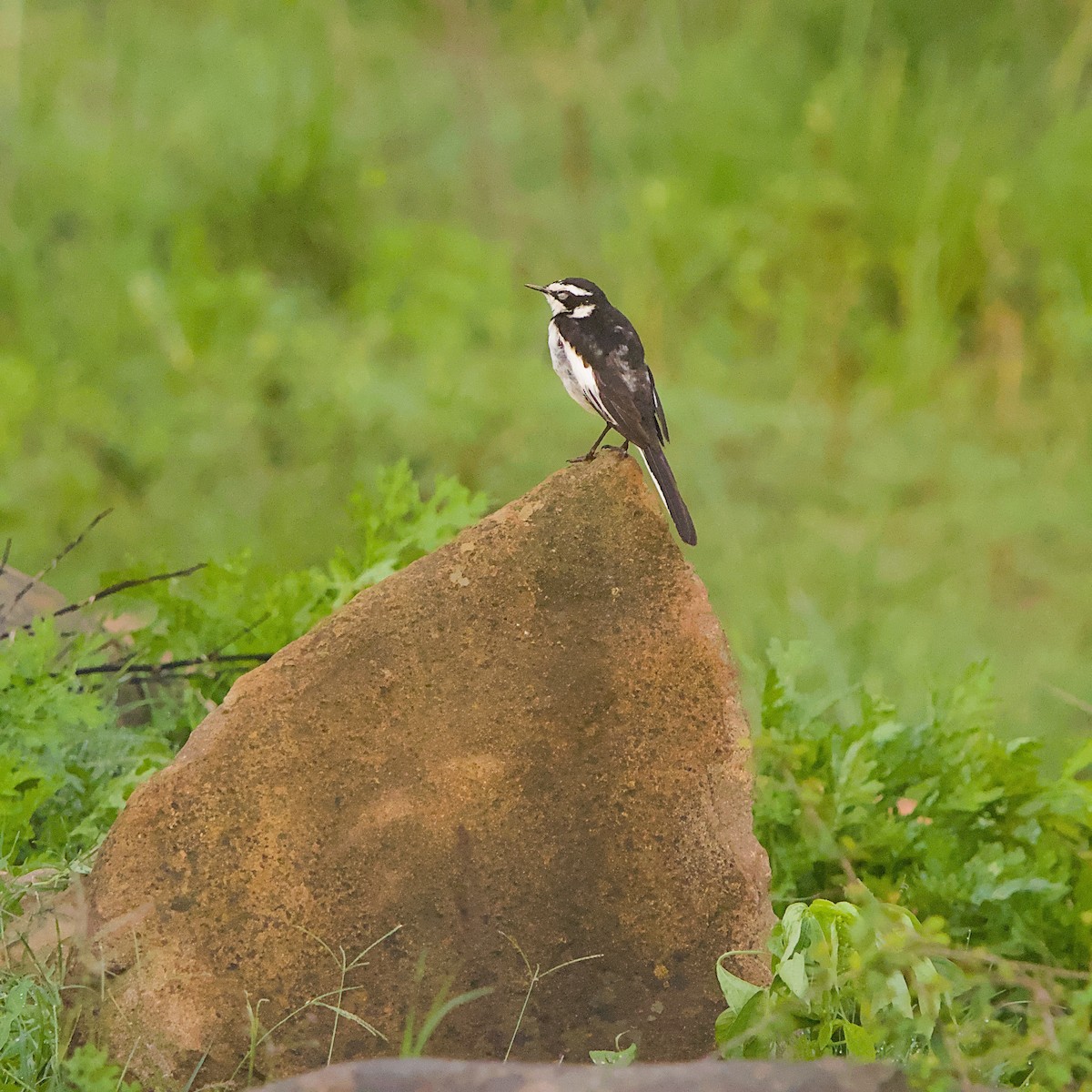 Buztanikara pinto afrikarra - ML646392216