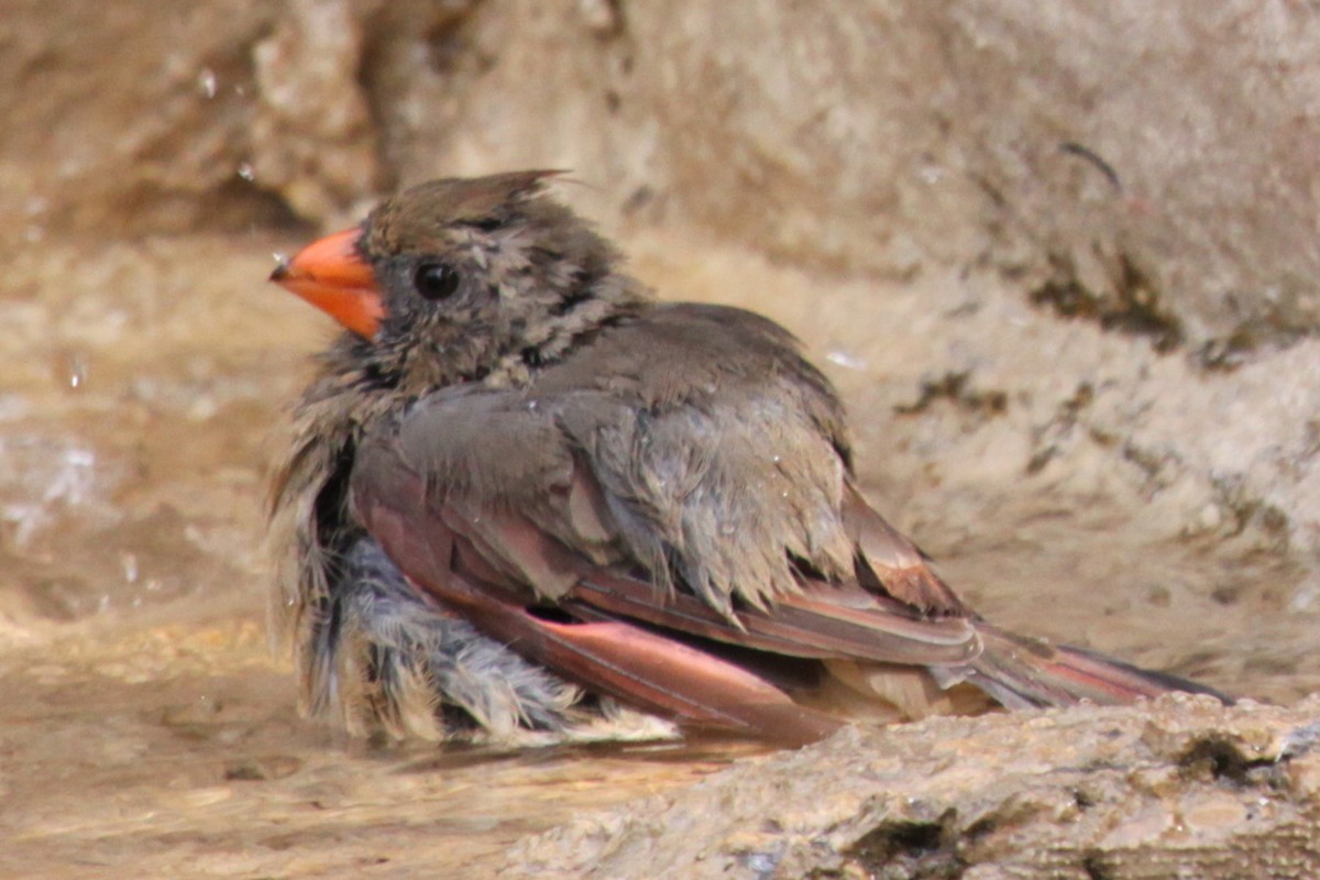 Kardinal arrunta - ML646392217