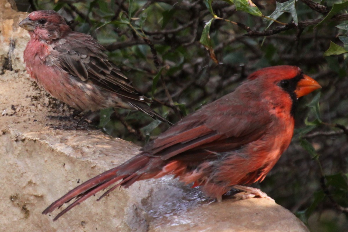 Kardinal arrunta - ML646392218