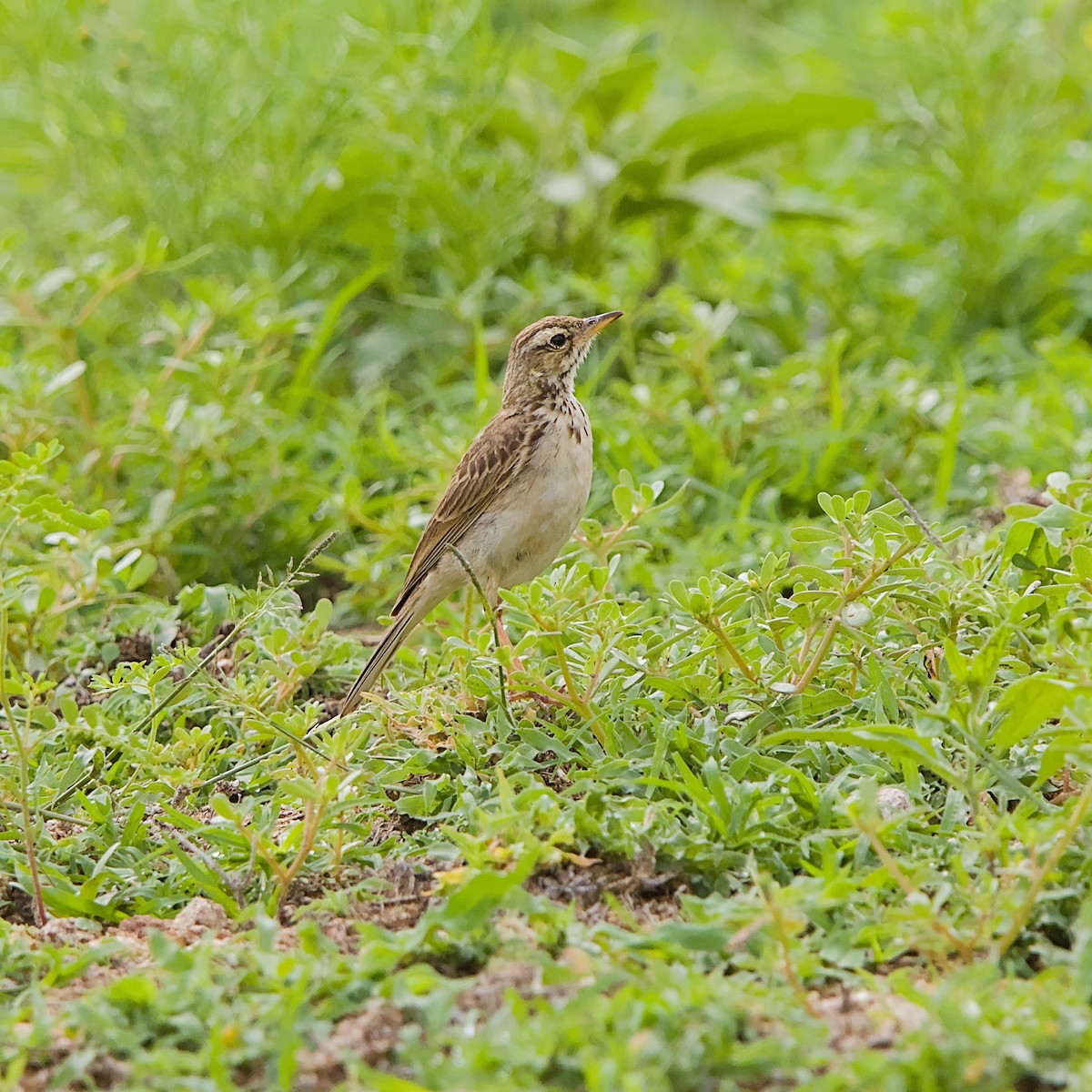 African Pipit - ML646392219