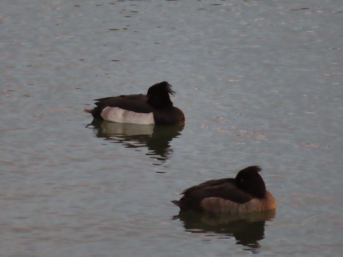 Murgilari mottoduna - ML646392220