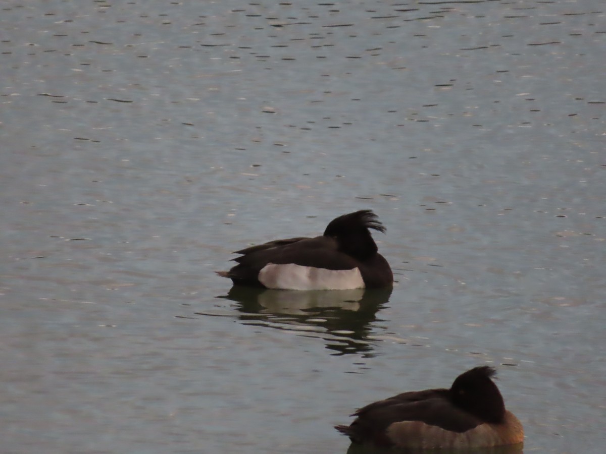 Murgilari mottoduna - ML646392221