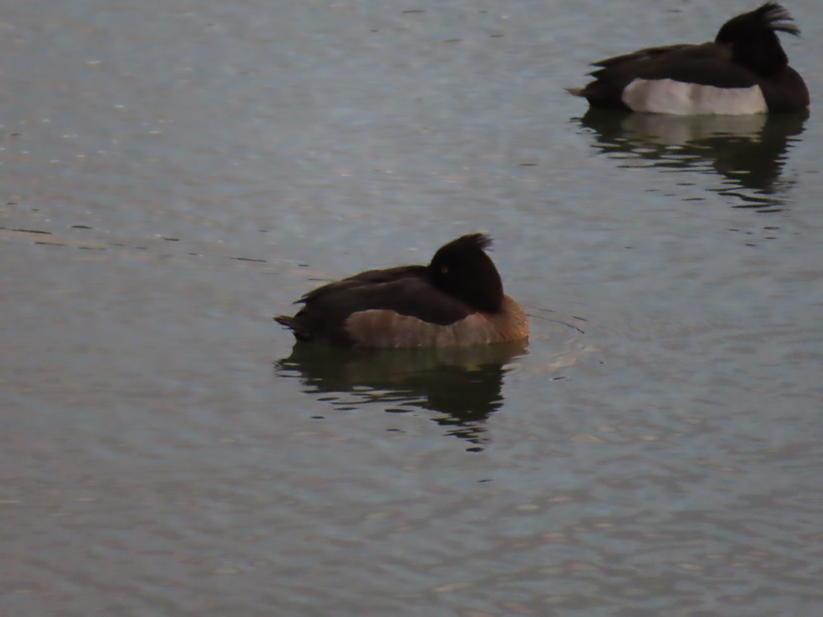 Murgilari mottoduna - ML646392222