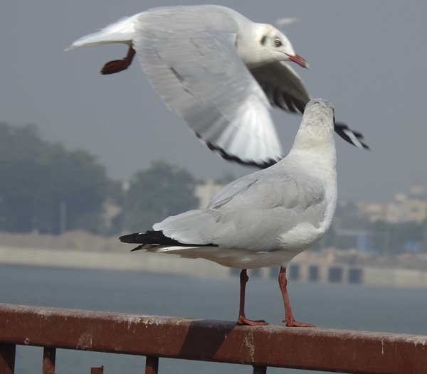 Antxeta tibetarra - ML646392227