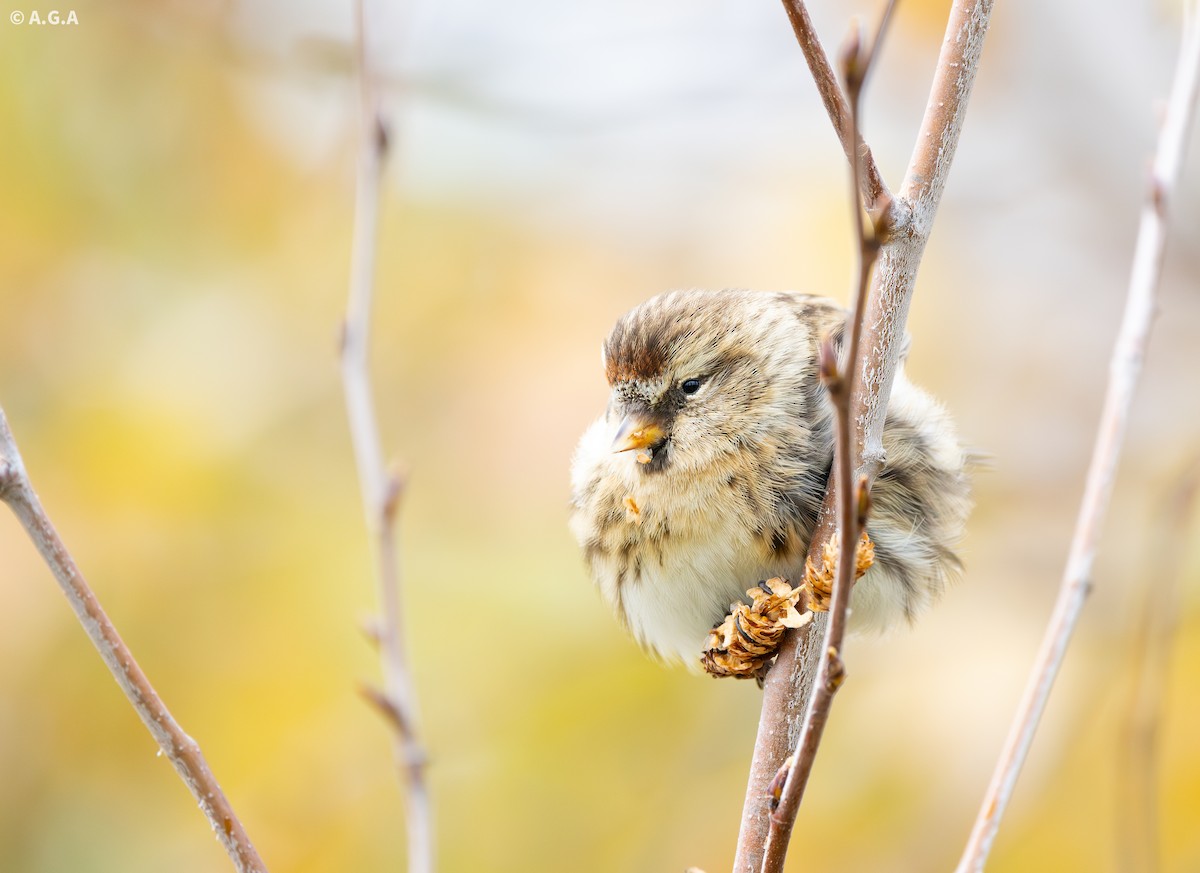 Redpoll (Common/Lesser) - ML646392228