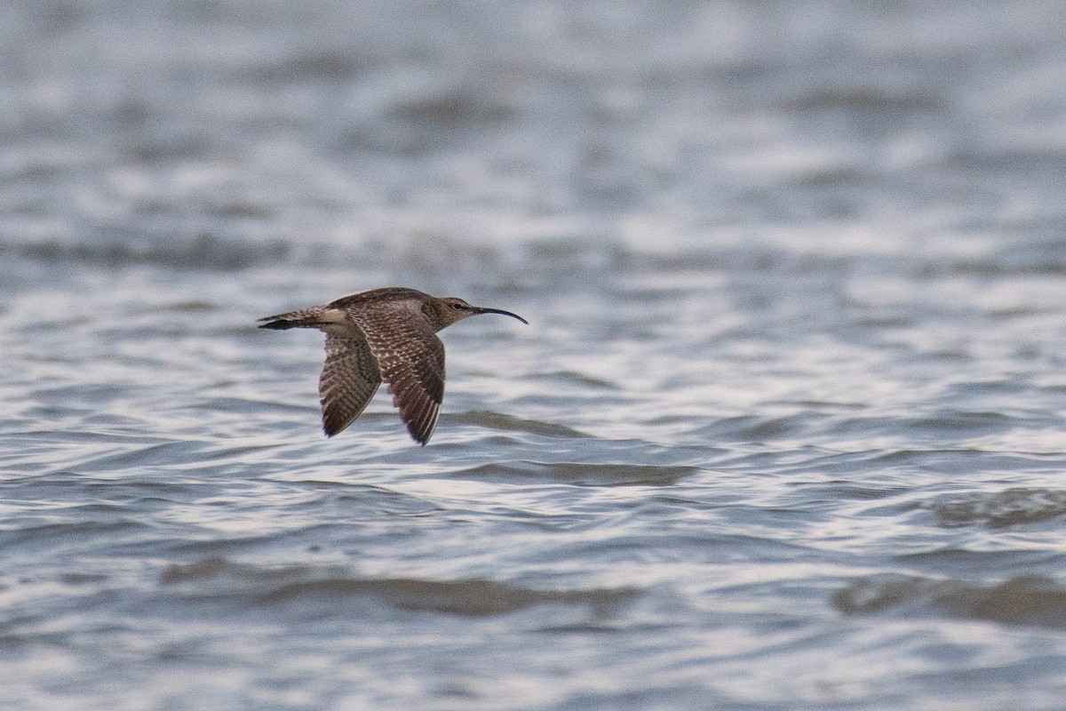 Kurlinta bekainduna - ML646392229