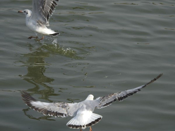 Antxeta tibetarra - ML646392230