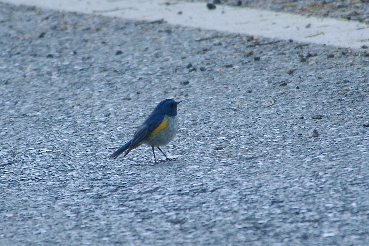 Txindor buztanurdin himalaiarra - ML646392231