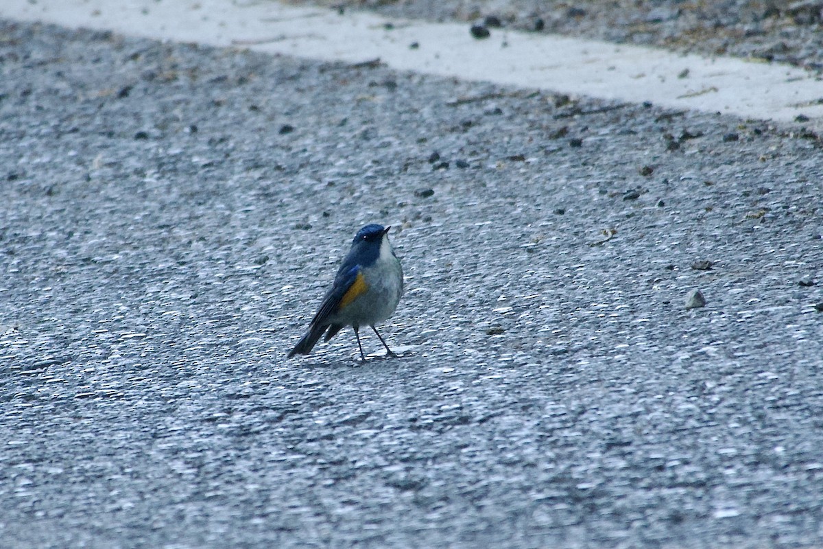 Txindor buztanurdin himalaiarra - ML646392232