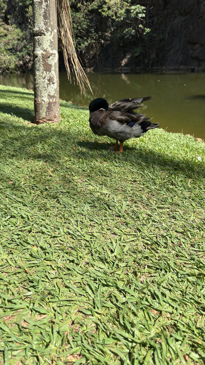 Fehlfarben-Stockente/Hausente - ML646392234