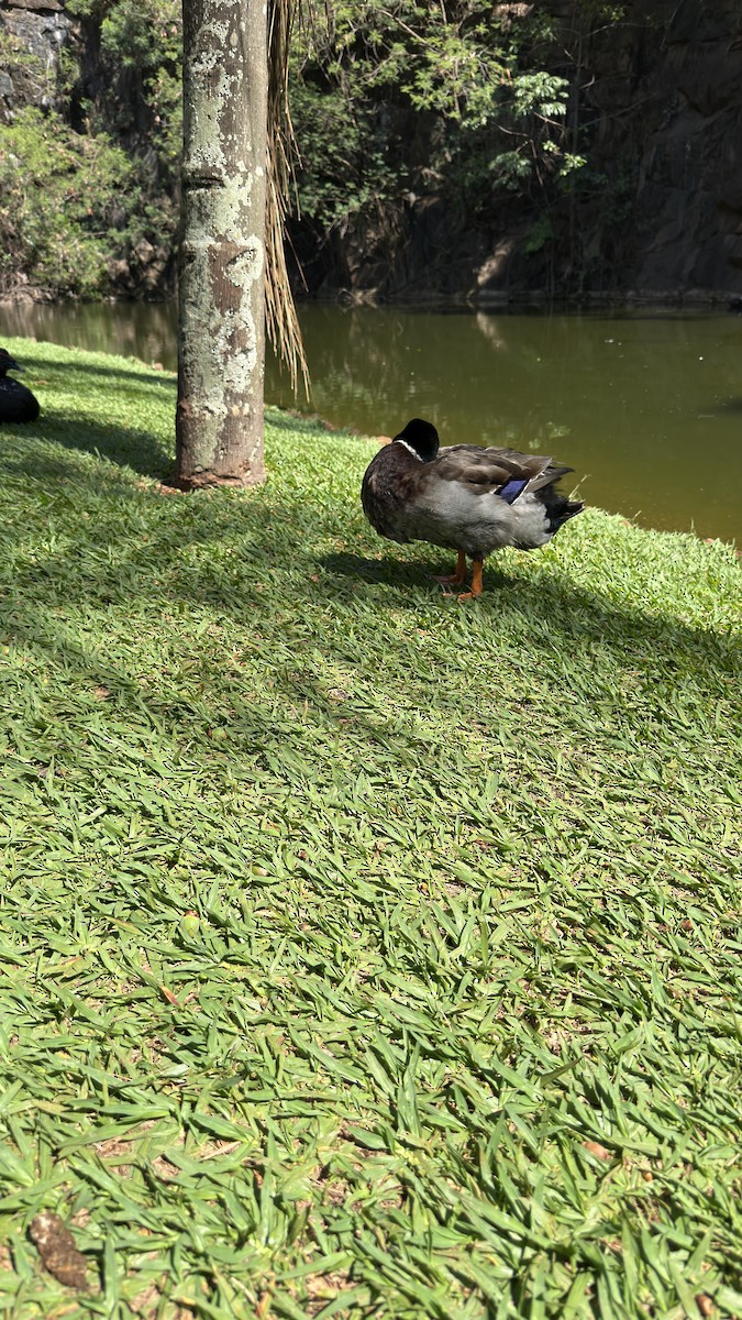 Fehlfarben-Stockente/Hausente - ML646392235