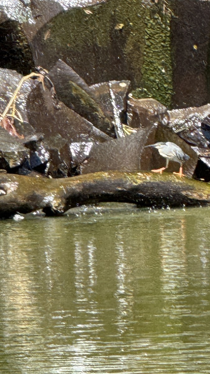 Striated Heron - ML646392238