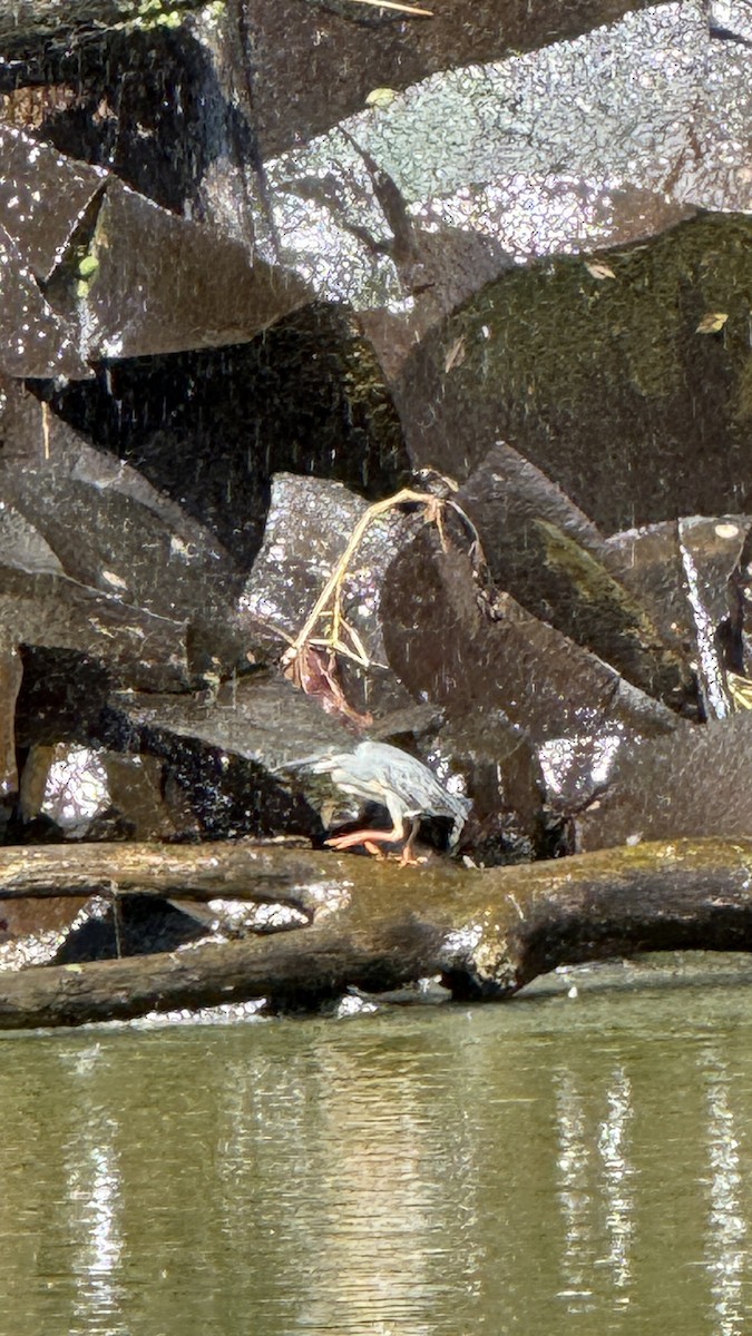 Striated Heron - ML646392239