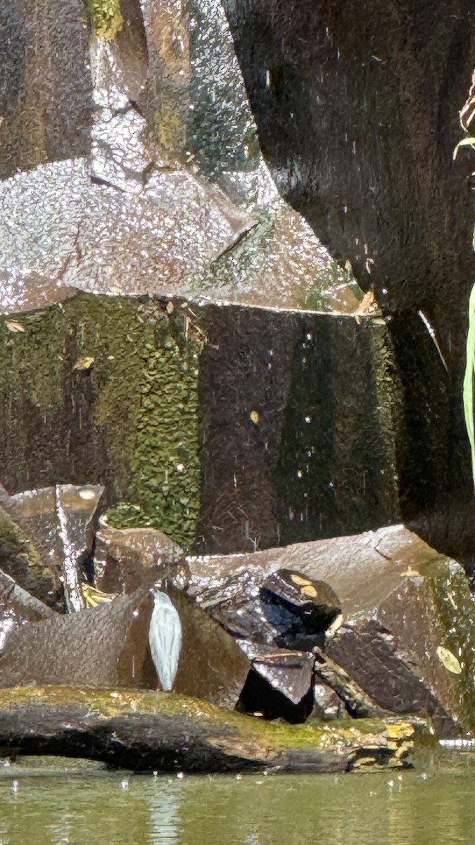 Striated Heron - ML646392240