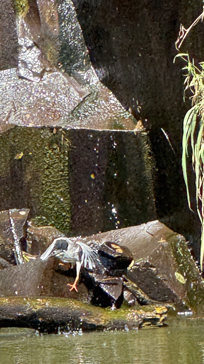 Striated Heron - ML646392241