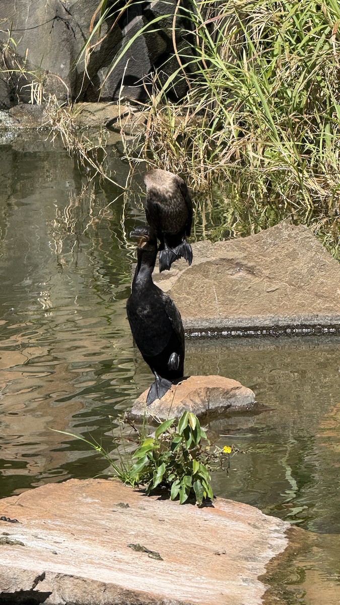 Humboldtscharbe - ML646392243